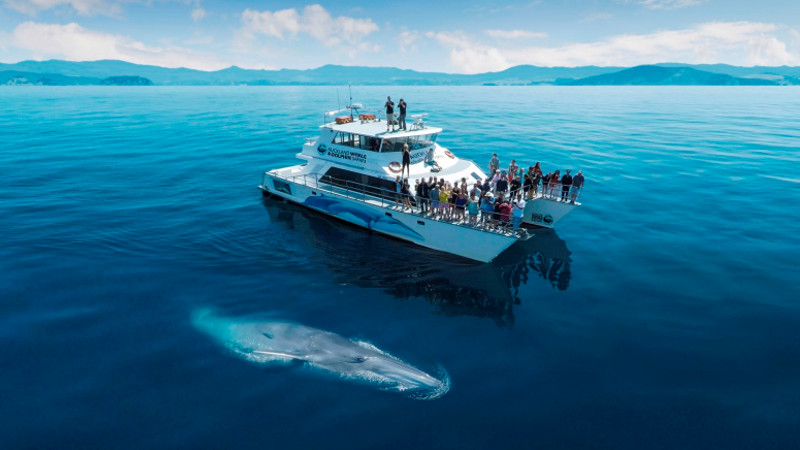 Entrada buys Auckland Whale & Dolphin Safari