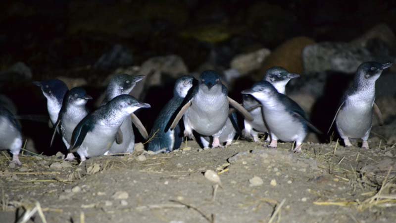 Princess Cruises funds penguin support