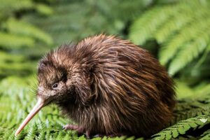 Kiwi Hatchery celebrates milestone