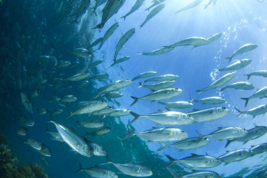 Six new marine reserves for South Island