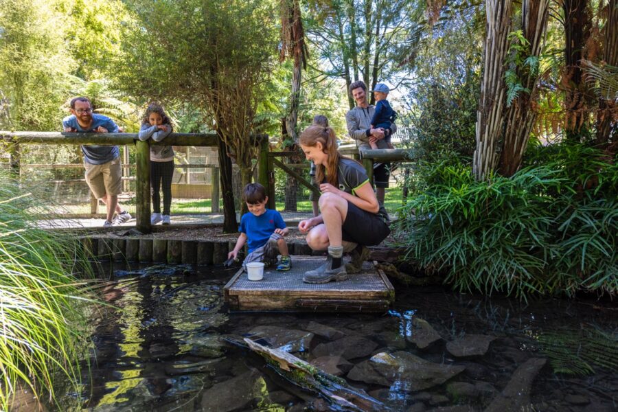 Ōtorohanga Kiwi House: Slow summer ahead, $8m development on track