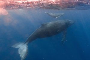 Appeal for sightings of tangled humpback whale