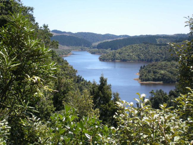 Visitor caution removed at Auckland regional park