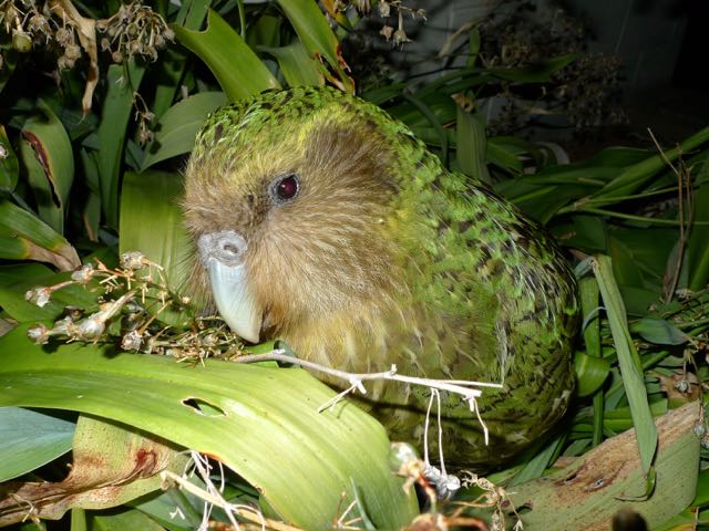 Tourist tax mooted to save threatened native birds