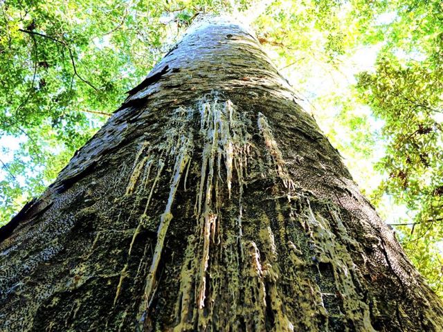 Come clean to The Coromandel – be a kauri champion this summer