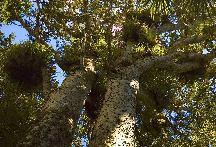 Govt plan to protect kauri from dieback