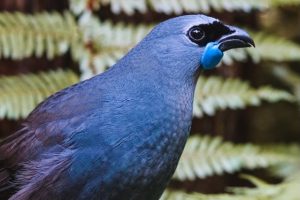 Pūkaha mourns loss of kōkako Kahurangi