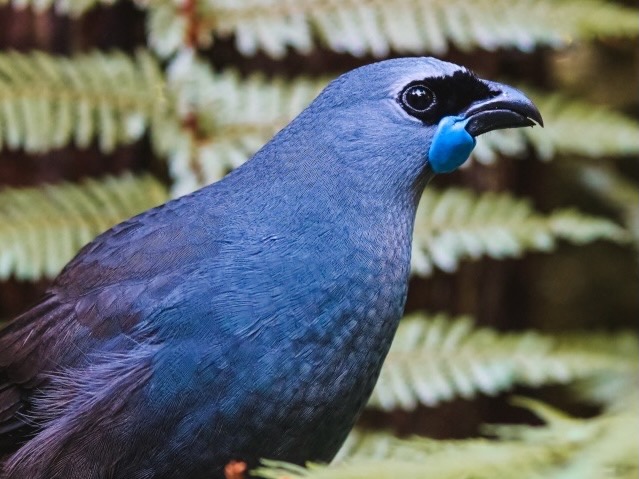 Pūkaha mourns loss of kōkako Kahurangi