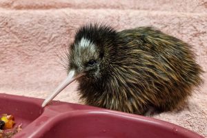 Pūkaha celebrates kiwi, pāteke births