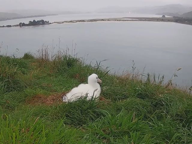 Royal Albatross Centre celebrates 50 years