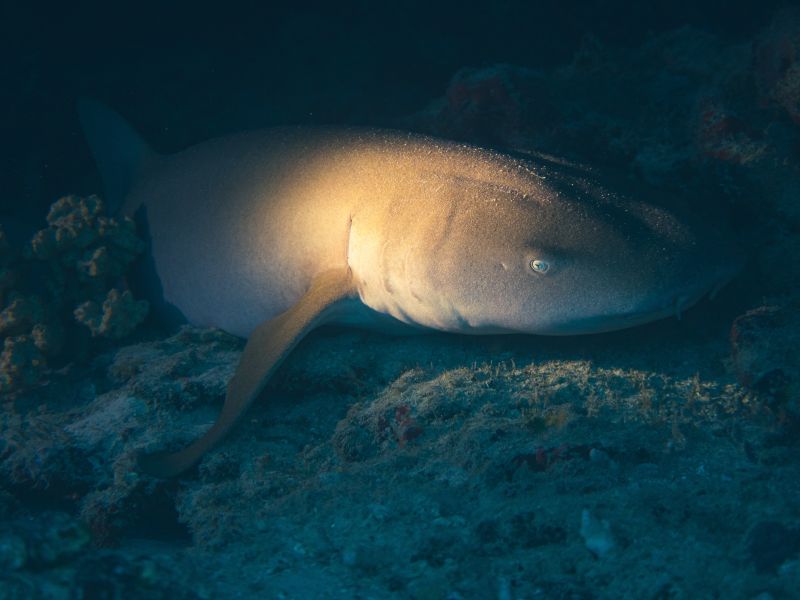 DOC seeks feedback on shark conservation plan