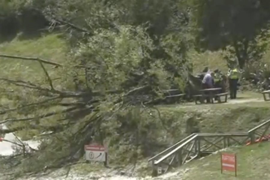 Wellington family members stable after tree collapses at Shotover