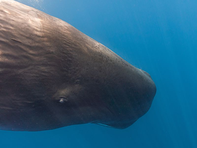 Perspectives: Could climate change put NZ’s whale watching at risk?