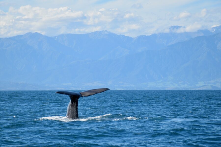 Public urged to clear up fishing debris to protect whales