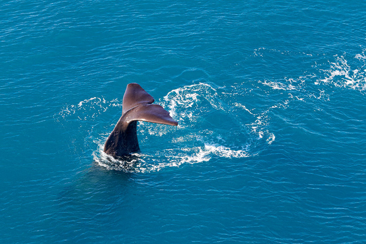 GCH enters whale watching with Kaikōura acquisition