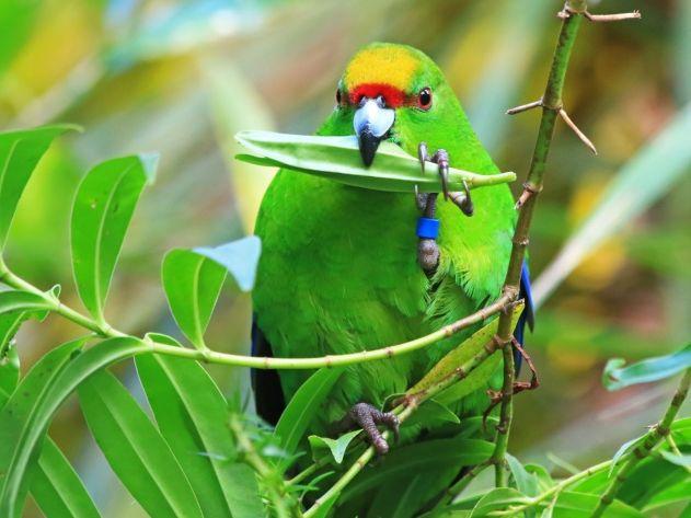 Pūkaha releases rare parakeets into the wild